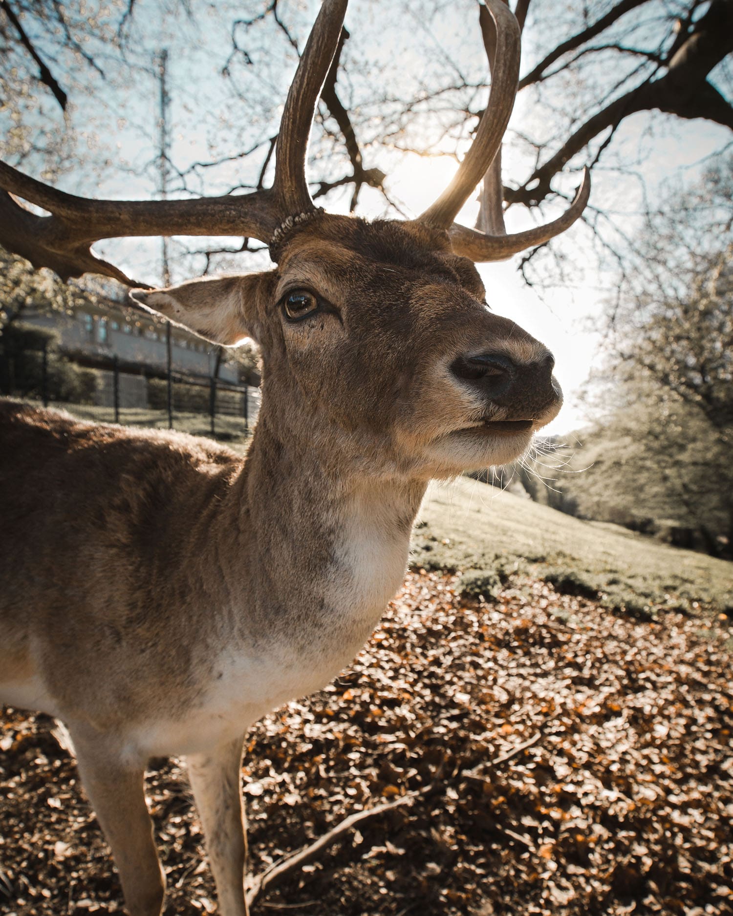 Hirsch Wildpark