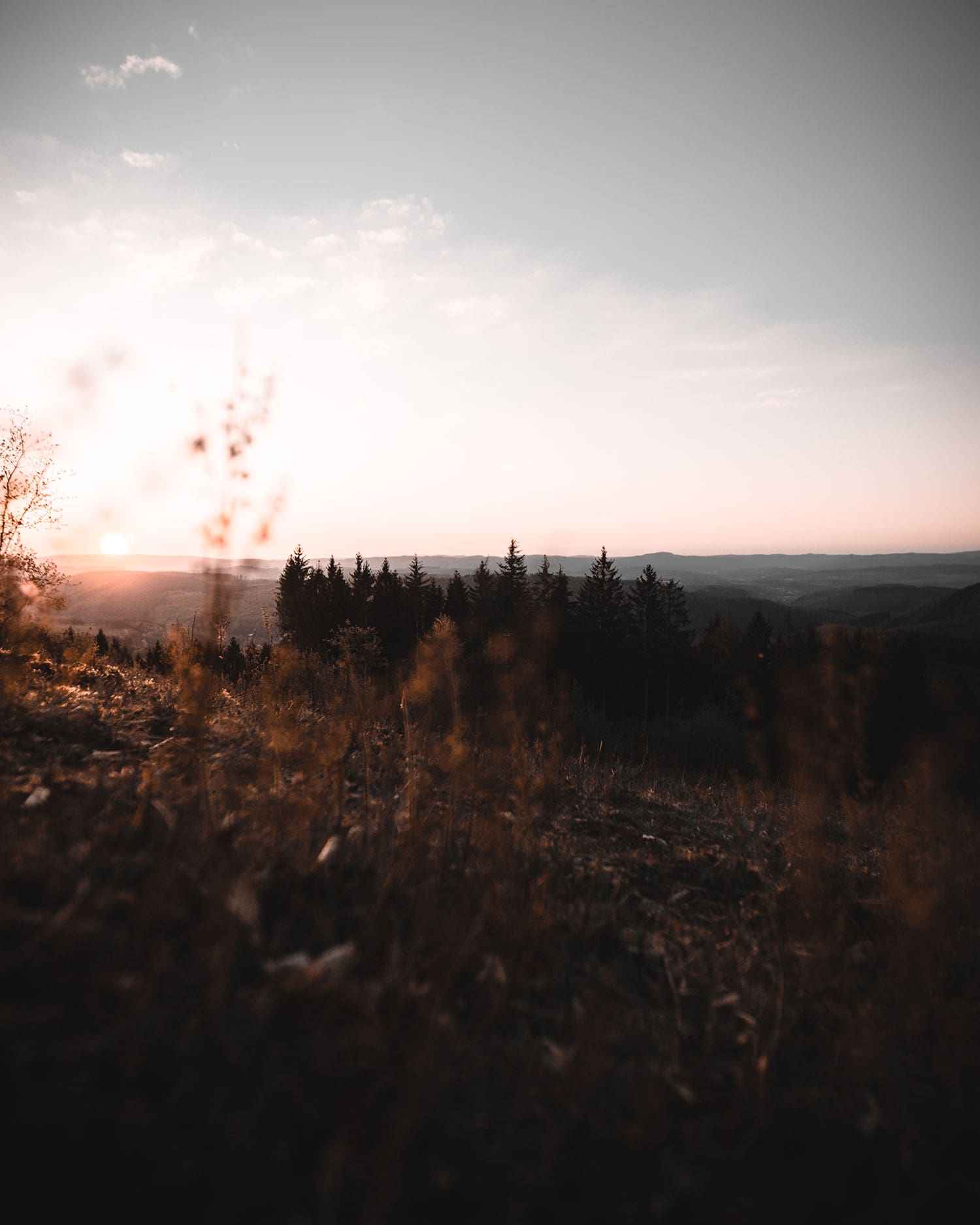 Landschaft mit Tannen