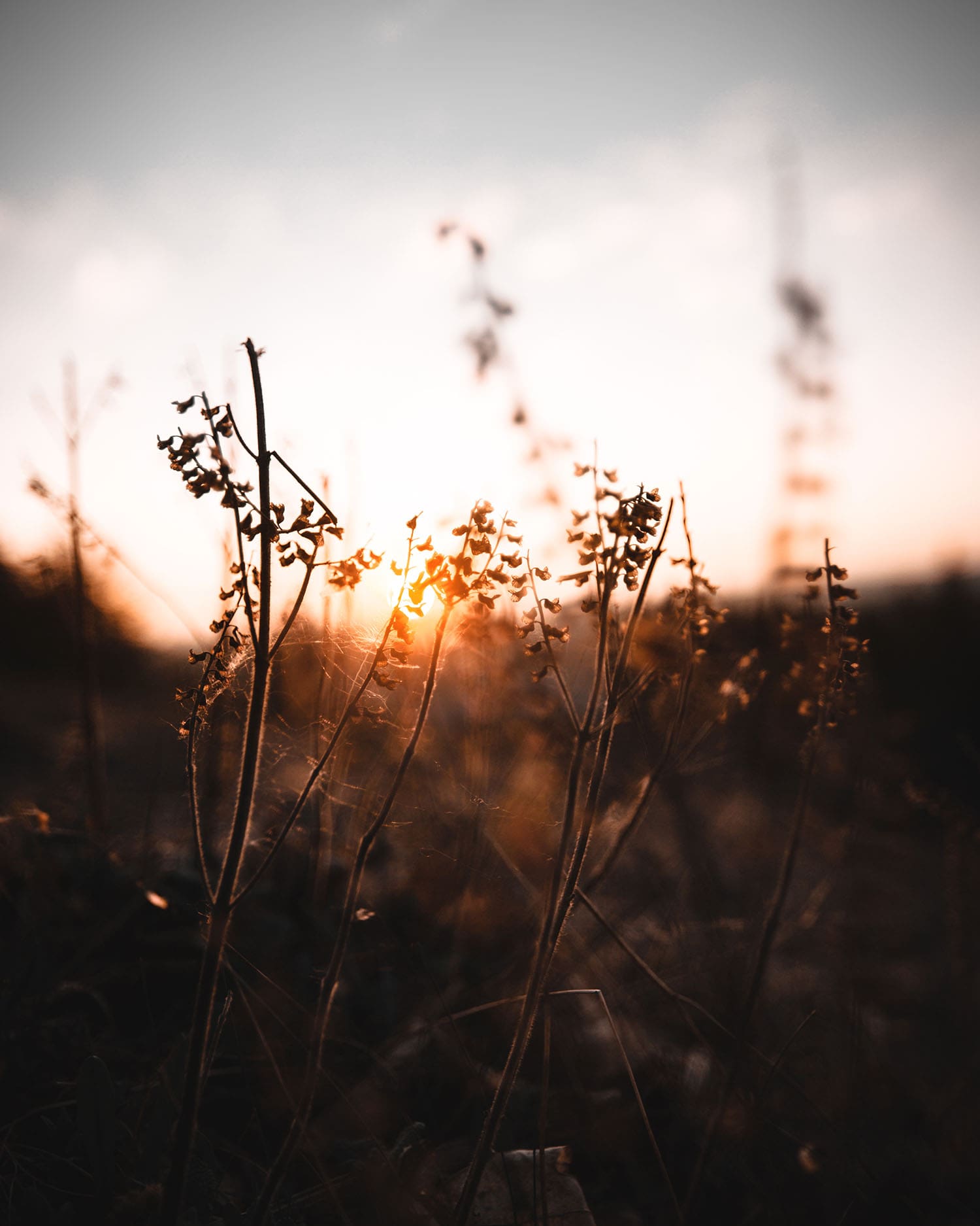 Naufnahme Gräser mit Sonne